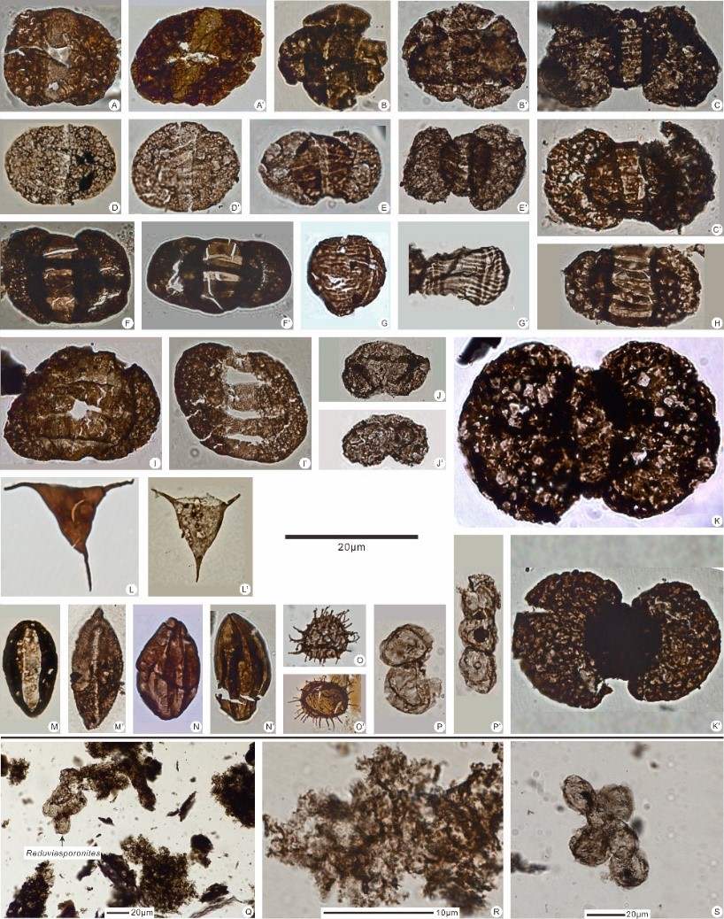 二疊及.jpg 二疊及.jpg